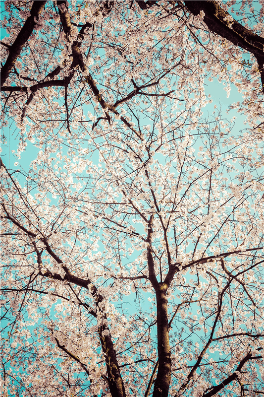 PicShow